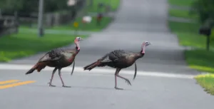 wild turkeys crossing road